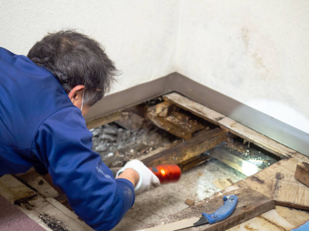 Best Attic Mold Removal  in Newbern, TN
