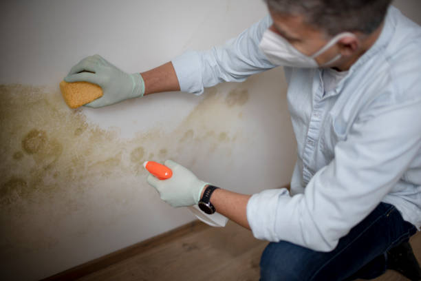 Best Fast Mold Removal  in Newbern, TN