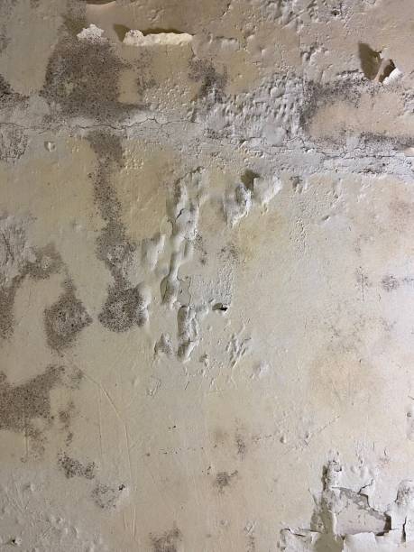 Best Same-Day Mold Removal  in Newbern, TN