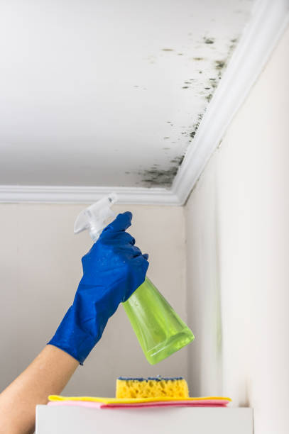 Best Certified Mold Removal  in Newbern, TN